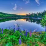 Birdal