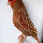 Sust