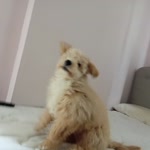 Bartu