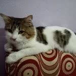 Emine