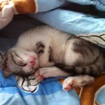 Meral