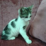 Hatice