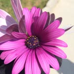 Zeyneb