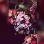 Elanur