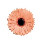Merve