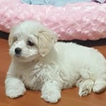 Filiz