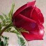Akif