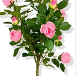 Ferhat
