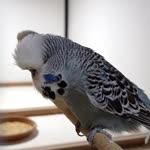 Yusuf