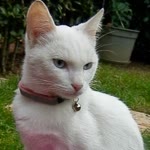 Ozlem