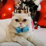 Derya