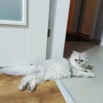 Elif