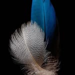 Sultan