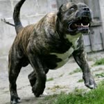 Onur