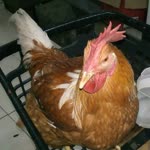 Visca