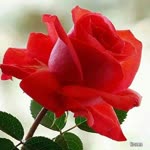 Fatma