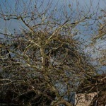 Erhan