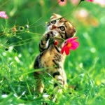 Derya