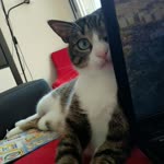 Deniz