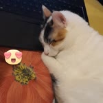 Kübra