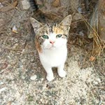 Ali