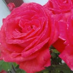 Bircan