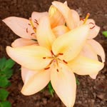 Nihal