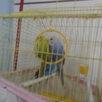 Birsen