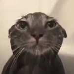 Tuna