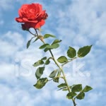 Burcu
