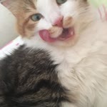 Vahdet
