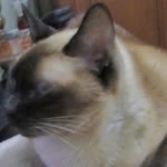 Orhan