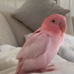 Aysu