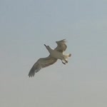 Tolga