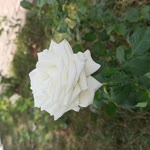 Muammer