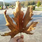 Namık