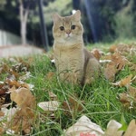 Salih