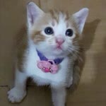 Aysel