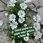 Zeynep