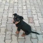 Özgür