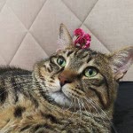 Oğuz