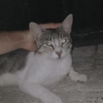 Sarper