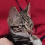 Latife