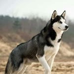 Ferhat