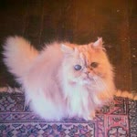 Amy