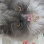 Arzu