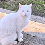 Celen