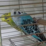 Alican