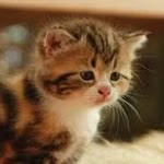 Elif