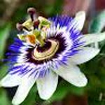 İlhan